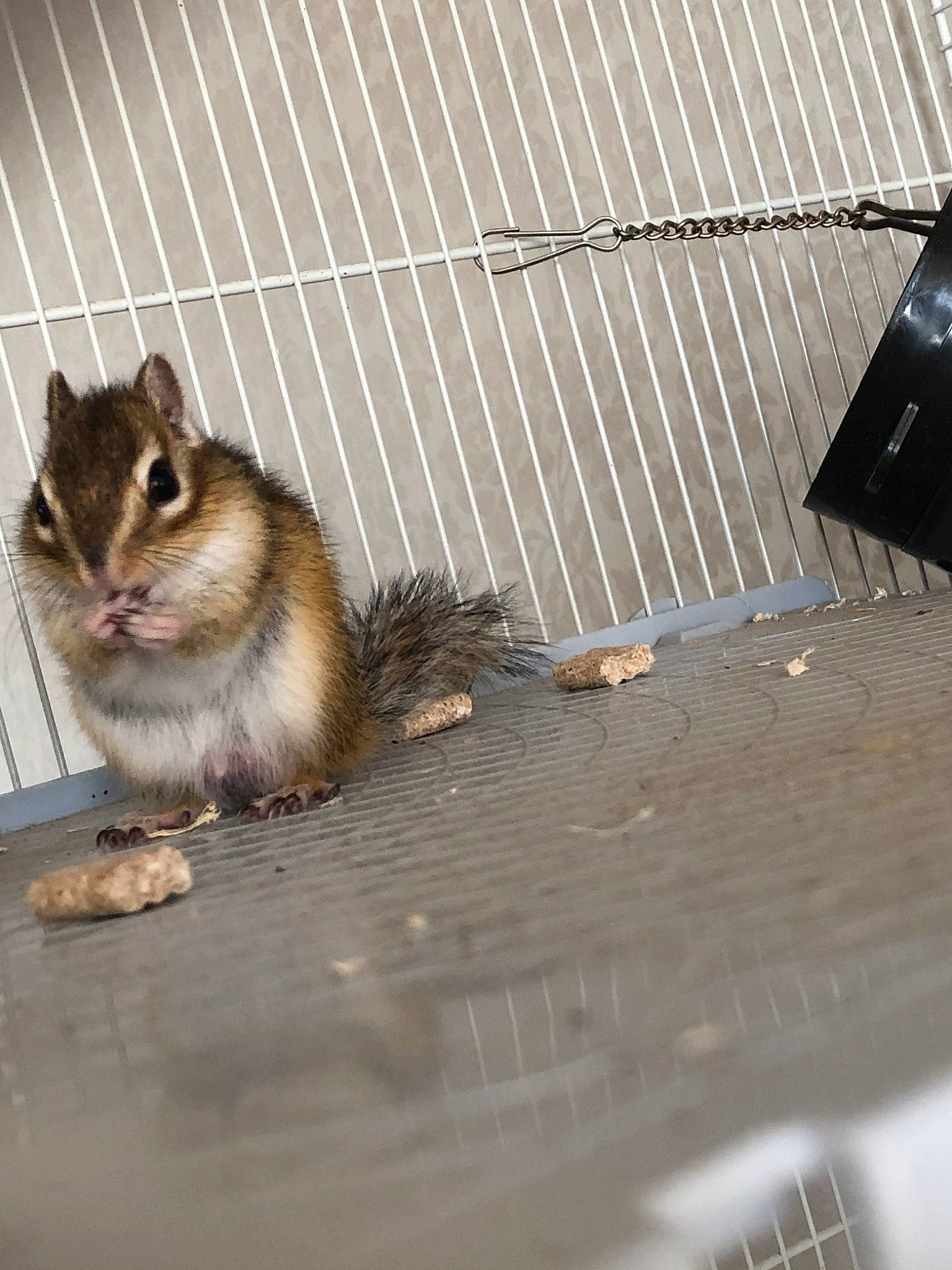 Chanel a rejoint le concours — aidez-le/la à gagner de superbes lots ! chipmunk, eastern_chipmunk, fawn, fur, gerbil, mammal, muridae, muroidea, rodent, snout, squirrel, tail, vertebrate, whiskers, wildlife