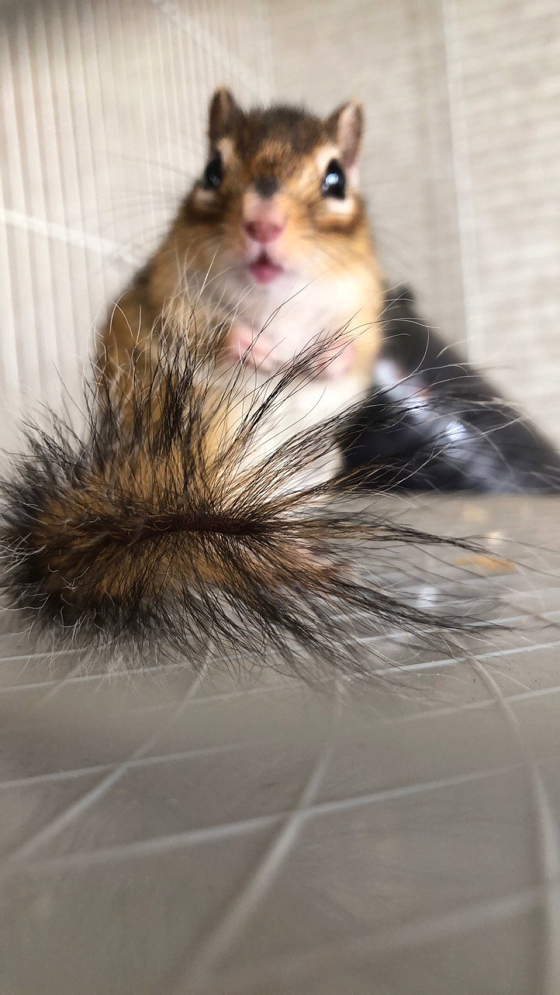 Chanel a rejoint le concours — aidez-le/la à gagner de superbes lots ! chipmunk, eastern_chipmunk, fawn, fox_squirrel, fur, gerbil, mammal, muridae, rodent, snout, squirrel, tail, vertebrate, whiskers, wildlife