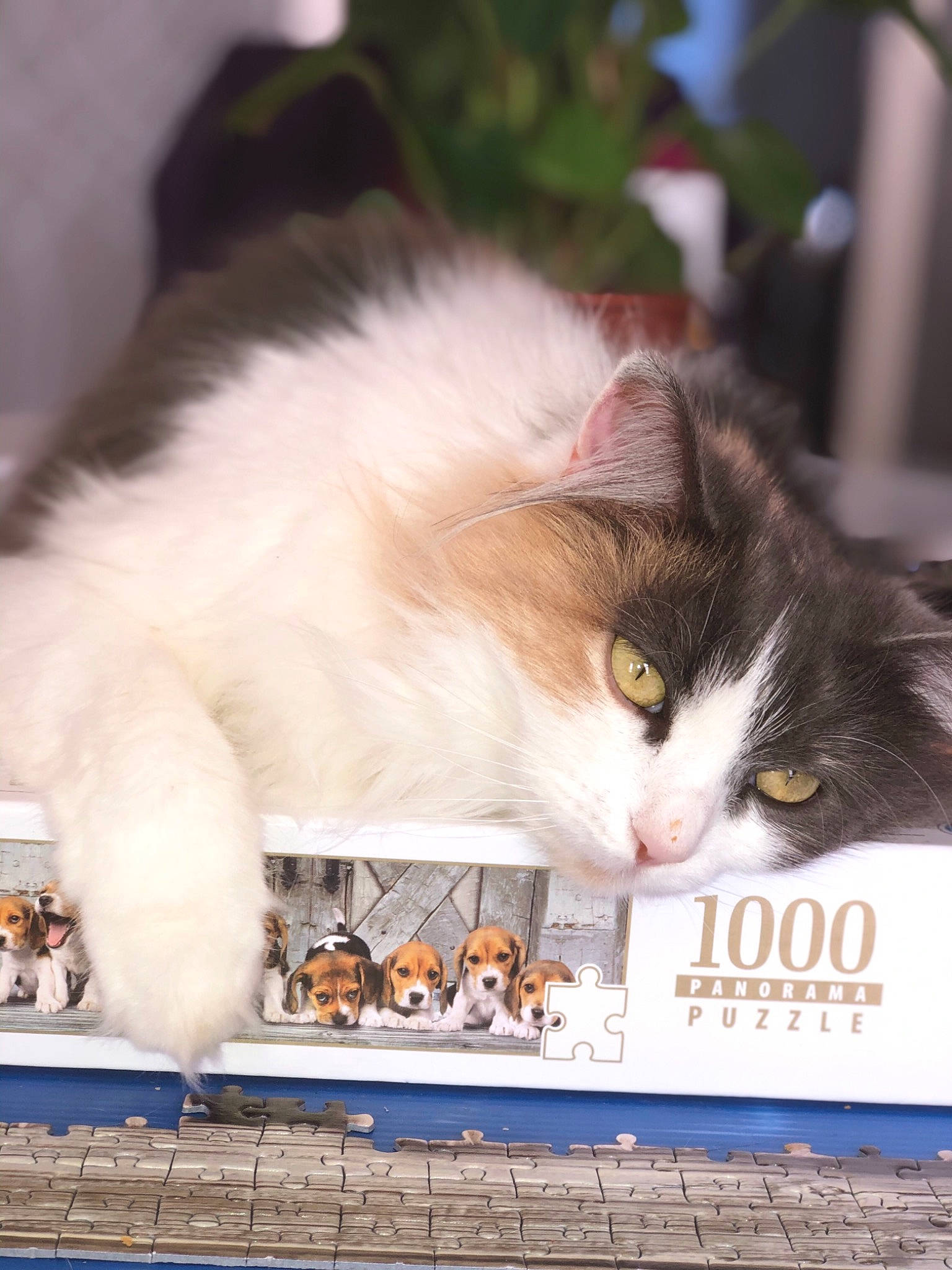 Nicky participe au concours pour gagner de l'argent avec cette photo : aegean_cat, american_curl, british_longhair, british_semi_longhair, carnivore, cat, domestic_long_haired_cat, domestic_short_haired_cat, felidae, fur, kitten, mammal, norwegian_forest_cat, persian, photo_caption, ragamuffin, siberian, small_to_medium_sized_cats, turkish_angora, whiskers