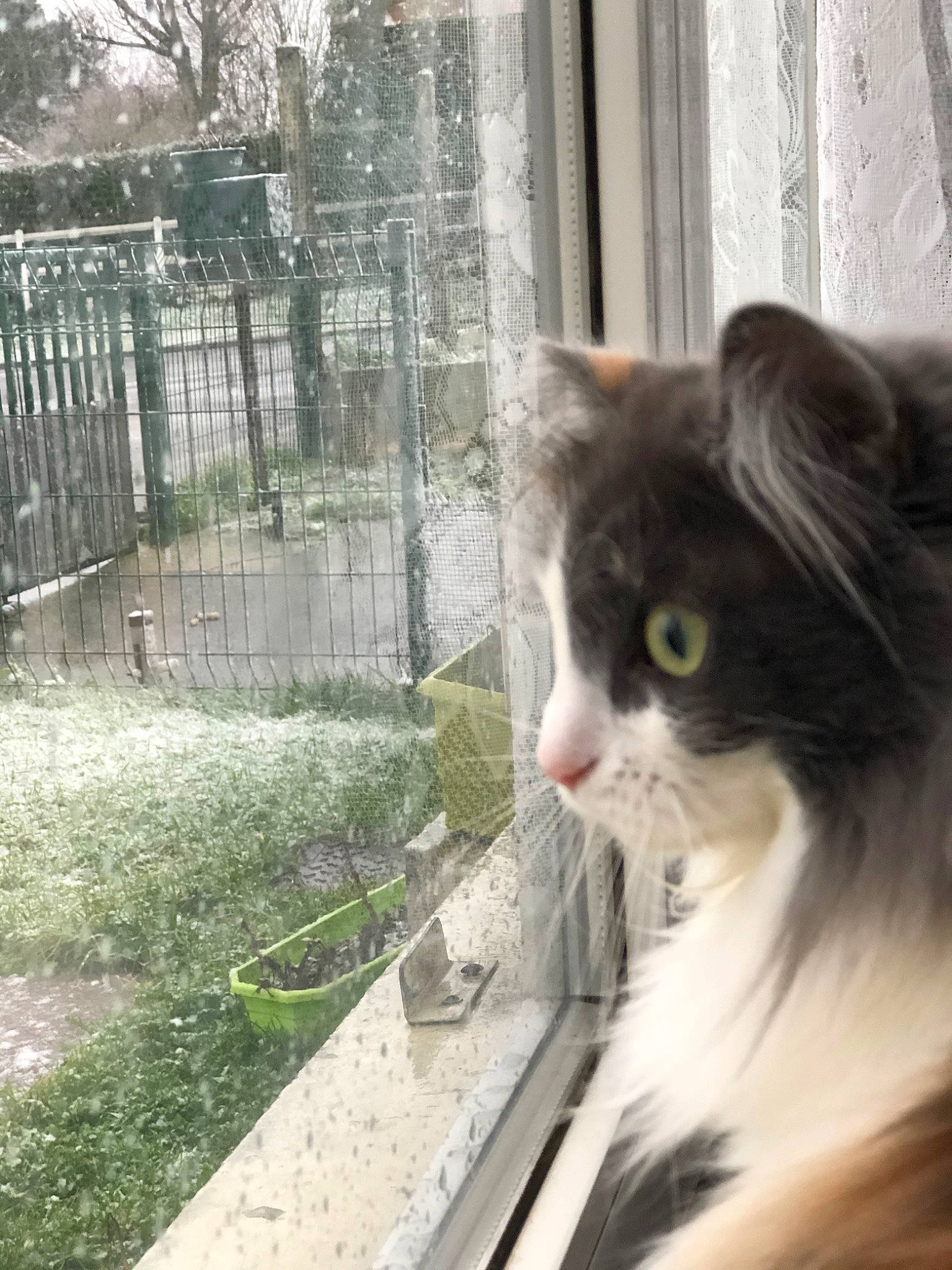 Nicky participe au concours pour gagner de l'argent avec cette photo : aegean_cat, black_and_white, carnivore, cat, domestic_long_haired_cat, domestic_short_haired_cat, eye, felidae, fur, grass, kitten, maine_coon, norwegian_forest_cat, plant, polydactyl_cat, small_to_medium_sized_cats, snout, tree, whiskers, window