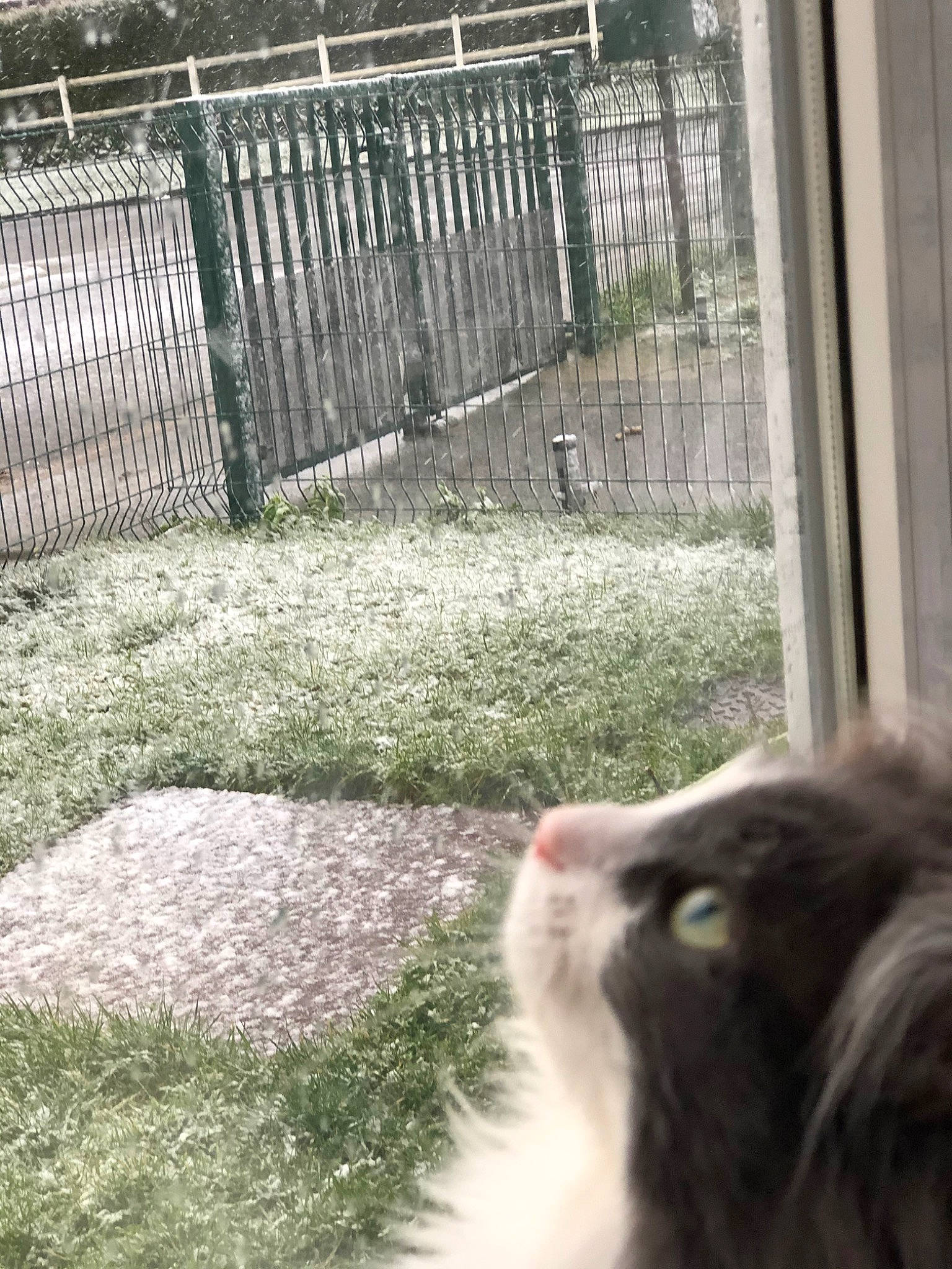 Nicky a rejoint le concours — aidez-le/la à gagner de superbes lots ! carnivore, cat, felidae, fur, grass, macaque, plant, small_to_medium_sized_cats, zoo