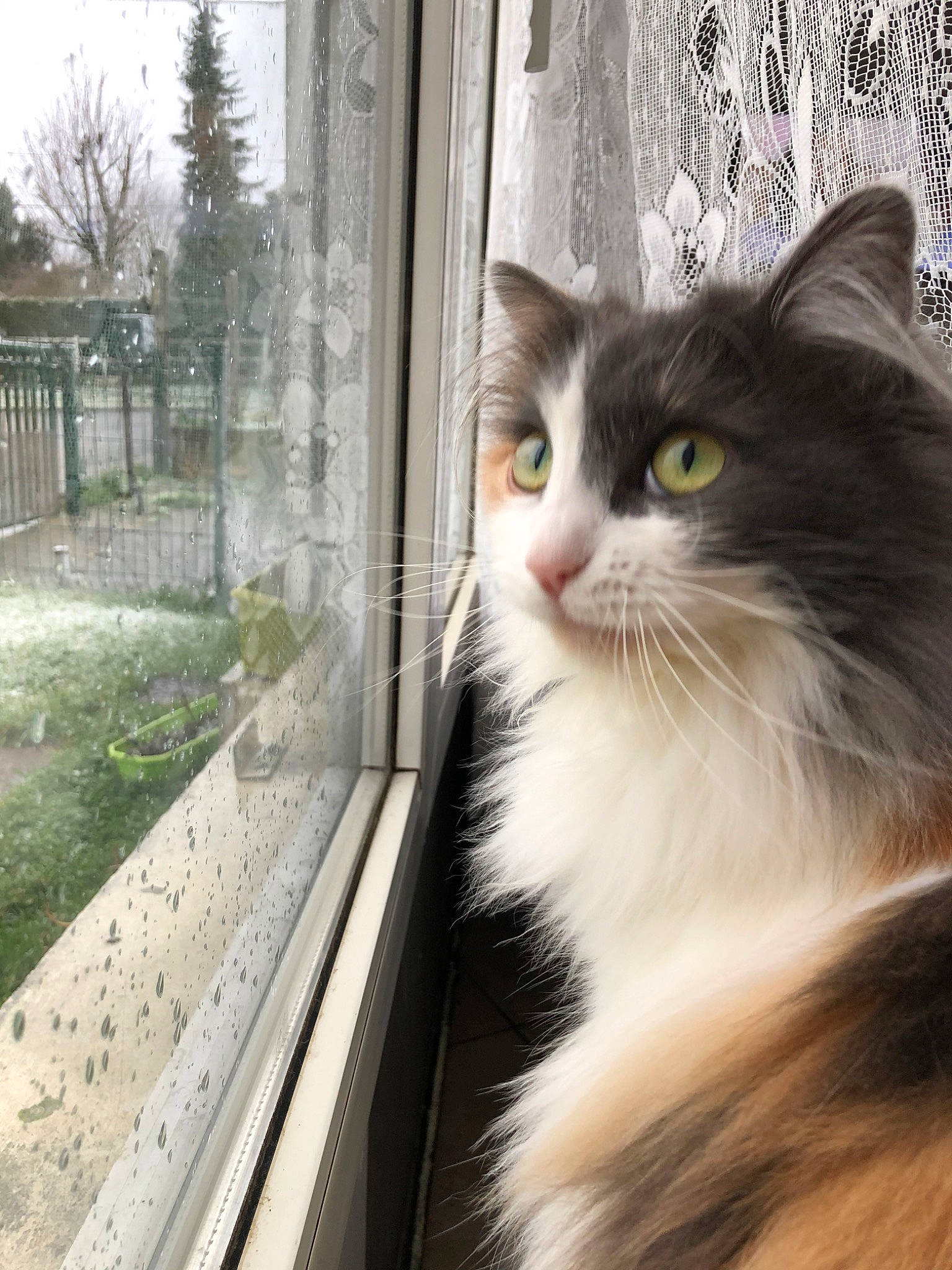 Nicky a rejoint le concours — aidez-le/la à gagner de superbes lots ! aegean_cat, american_curl, asian_semi_longhair, black_and_white, british_longhair, british_semi_longhair, carnivore, cat, domestic_long_haired_cat, domestic_short_haired_cat, eye, felidae, fur, maine_coon, mammal, norwegian_forest_cat, siberian, small_to_medium_sized_cats, whiskers, window