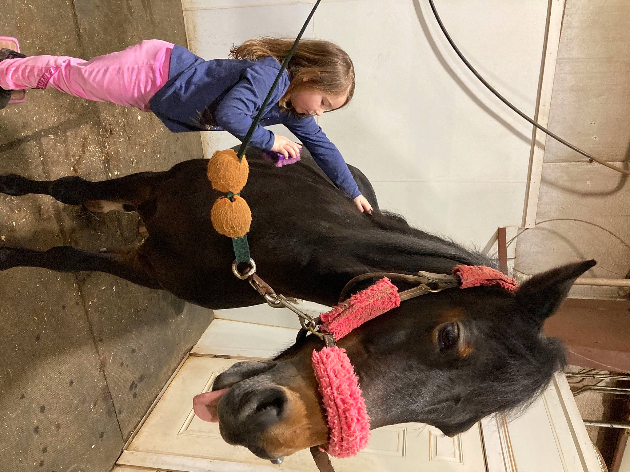 Charlee Sue joined the competition — help win amazing prizes! boot, carnivore, collar, companion_dog, dog_breed, fashion_accessory, fawn, fun, fur, human_body, knee, leash, leg, leisure, person, shoe, snapshot, snout, sporting_group, toddler