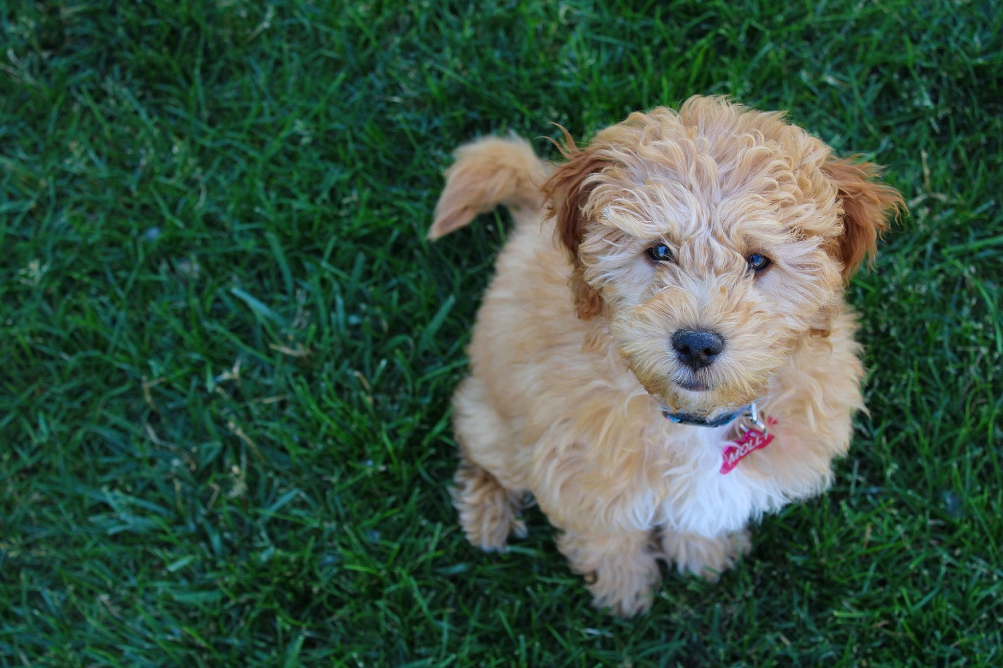 Molly is registered to the contest to win money with this photo: canidae, carnivore, cavachon, cockapoo, companion_dog, dog, dog_breed, dutch_smoushond, havanese, maltepoo, mammal, morkie, norfolk_terrier, poodle_crossbreed, puppy, schnoodle, sporting_lucas_terrier, terrier, vertebrate, yorkipoo