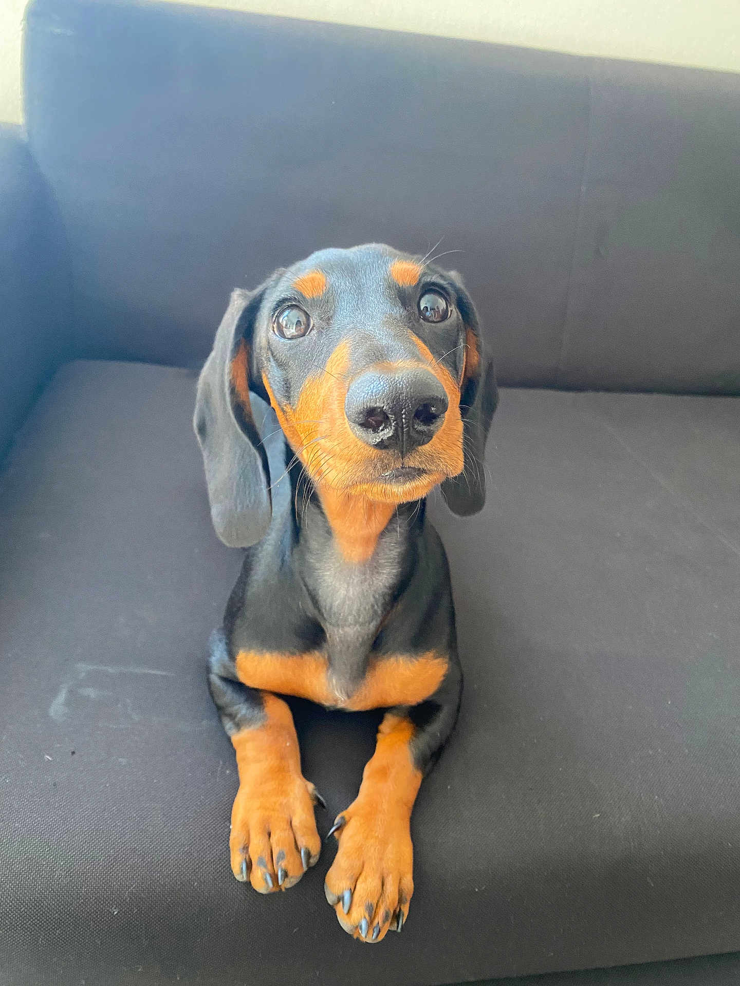Chipie a rejoint le concours — aidez-le/la à gagner de superbes lots ! dog, puppy, dachshund, black_and_tan, pet, animal, sitting, couch, indoor, cute, curious, fur, paw, nose, ears, portrait, looking_up, young, companion, domestic