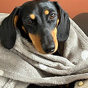 Adèle a rejoint le concours — aidez-le/la à gagner de superbes lots ! dog, dachshund, blanket, cozy, wrapped, brown_eyes, pet, indoor, fur, snout, ears, nose, warm, resting, soft_texture, comfort, animal, portrait, cute, relaxed