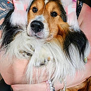 Nippy joined the competition — help win amazing prizes! dog, pet, fluffy, fur, tricolor, close_up, portrait, person, tattoo, bracelet, ear_muffs, pink, holding, hands, cute, animal, indoor, muzzle, black, white