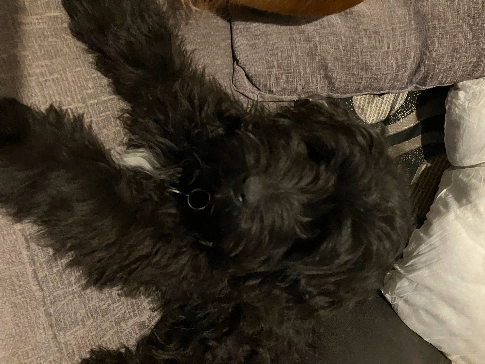 Nudge joined the competition — help win amazing prizes! canidae, carnivore, comfort, companion_dog, dog, dog_breed, dog_collar, dog_supply, fur, grey, liver, scottish_terrier, small_terrier, snout, sporting_group, tail, terrier, toy_dog, whiskers, working_animal