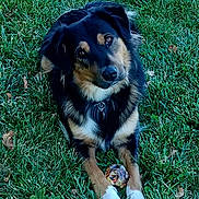 Baby is registered to the contest to win money with this photo: animal, ball, black_and_tan, canine, companion, cute, daylight, dog, fur, grass, grass_field, head_tilt, leaf, loyal, nature, outdoor, pet, playful, summer, white_paws