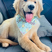 Sparkle is registered to the contest to win money with this photo: golden_retriever, puppy, dog, bandana, tongue_out, car_seat, pet, animal, cute, fluffy, happy, young_dog, canine, indoor, transport, smiling, fur, portrait, seat, relaxed