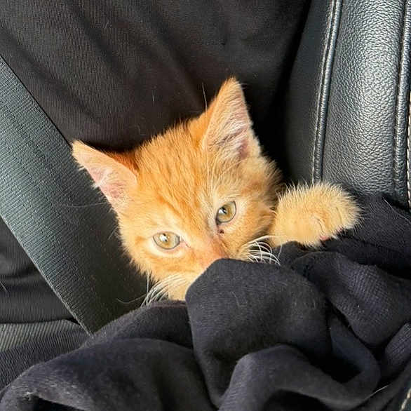 Toby joined the competition — help win amazing prizes! kitten, cat, orange_cat, pet, animal, car_seat, seatbelt, blanket, black_blanket, fur, cute, curious, cozy, indoor, closeup, small_animal, young_cat, resting, paw, ears