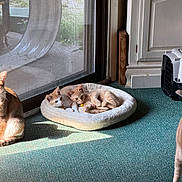 Toby joined the competition — help win amazing prizes! cat, kitten, pet_bed, sunlight, indoor, window, glass_door, carpet, furniture, cabinets, animal, cozy, relaxing, sleeping, orange_cat, tabby_cat, domestic_cat, resting, cute, companion
