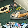 Toby is registered to the contest to win money with this photo: kitten, cat, pet_bed, toys, blanket, carpet, indoor, resting, sleeping, curious, orange_cat, white_cat, plush_toy, colorful_toy, floor, wall, collar, domestic_cat, small_cat, cute