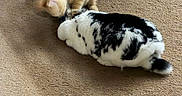 Toby is registered to the contest to win money with this photo: kitten, rabbit, indoor, carpet, playful, furry, orange_kitten, black_and_white_rabbit, pet, animal, curiosity, floor, table_base, domestic, young_animal, cute, friendship, furniture, closeup, interaction