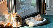 Toby joined the competition — help win amazing prizes! carpet, cat, cats, cozy, door, furniture, greenery, home, indoor, orange_cat, pet_bed, reflection, relaxing, resting, shadow, sleeping_cat, sliding_glass_door, striped_cat, sunlight, window
