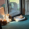 carpet, cat, cats, cozy, door, furniture, greenery, home, indoor, orange_cat, pet_bed, reflection, relaxing, resting, shadow, sleeping_cat, sliding_glass_door, striped_cat, sunlight, window