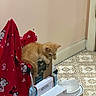 Toby joined the competition — help win amazing prizes! kitten, cat, cardboard_box, stacked_boxes, red_blanket, bear_pattern, heart_pattern, indoor, flooring, linoleum, corner, walls, curious, pet, animal, small, orange_cat, cozy, home, stack