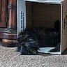 black_cat, box, cardboard_box, carpet, cat, close_up, cozy, floor, furniture, home, indoor, long_hair, nap, paws, pet, relaxed, sleeping, tail, whiskers, wooden_furniture