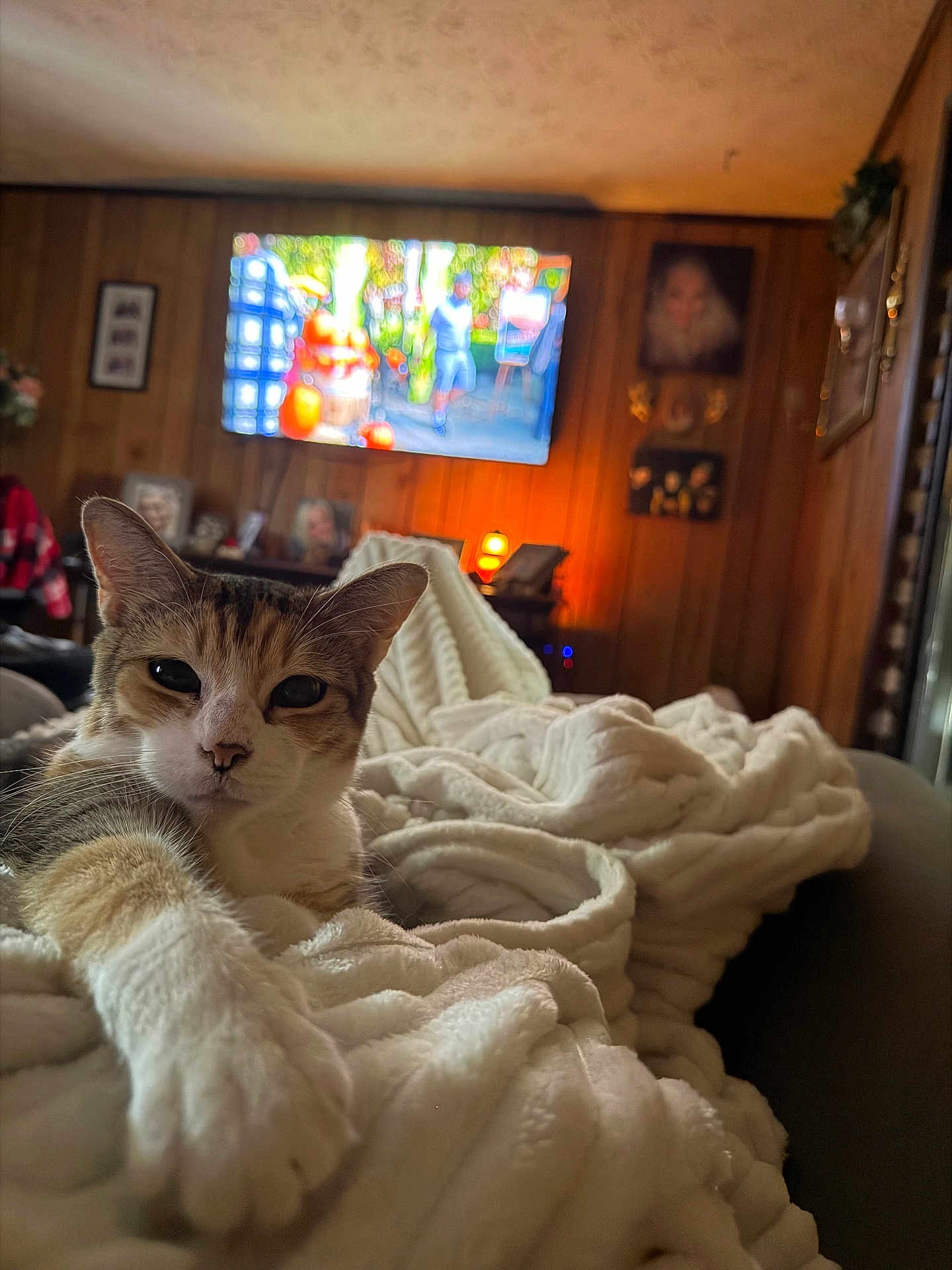Kitkat joined the competition — help win amazing prizes! cat, feline, blanket, cozy, living_room, tv, television, wood_paneling, portrait, couch, indoor, pet, front_paw, close_up, shallow_depth_of_field, warm_lighting, throw_blanket, relaxed, whiskers, ears