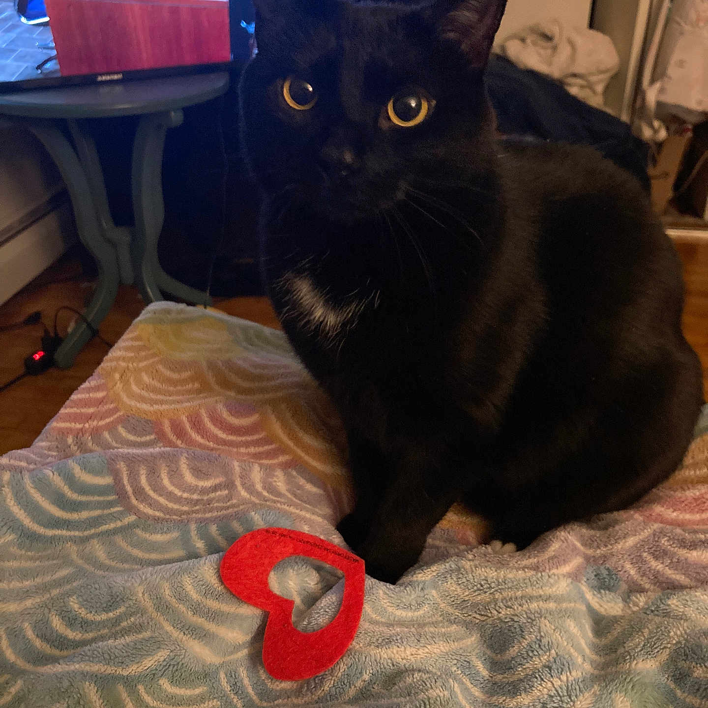Thackery Binx is registered to the contest to win money with this photo: basket, black_cat, blanket, cat, cozy, felt_heart, furniture, heart_shape, indoor, nighttime, patterned_blanket, pet, side_table, sitting, toy, tv, tv_screen, whiskers, wooden_floor, yellow_eyes