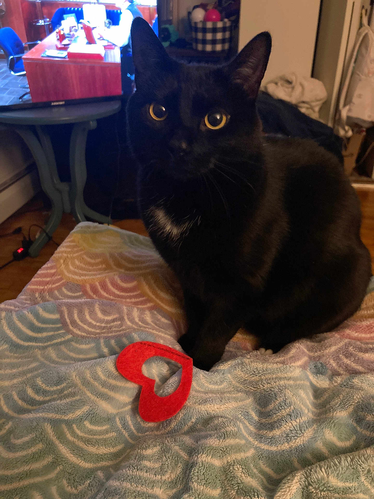 Thackery Binx is registered to the contest to win money with this photo: cat, black_cat, pet, sitting, blanket, patterned_blanket, heart_shape, felt_heart, toy, tv, tv_screen, side_table, wooden_floor, basket, whiskers, yellow_eyes, indoor, cozy, nighttime, furniture