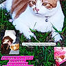 Flannel Bear joined the competition — help win amazing prizes! animal, breast_cancer_support, cat, close_up, collage, collar, cute, domestic_cat, feline, grass, greenery, holiday_greetings, indoor_photo, love_message, orange_and_white_cat, outdoor, person, pet, resting_cat, text_overlay