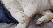 Flannel Bear joined the competition — help win amazing prizes! animal, bed, blanket, cat, close_up, cute, domestic_animal, feline, fur, home, indoor, lying_down, orange_cat, paw, pet, relaxed, resting, sleepy, whiskers, white_cat
