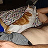 Flannel Bear is registered to the contest to win money with this photo: animal, bed, blanket, cat, comfort, domestic_animal, feline, floral_bedspread, human_arm, human_hand, indoor, lying_down, orange_and_white_cat, person, pet, relaxation, resting, shirtless, shorts, sleeping