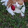 Flannel Bear is registered to the contest to win money with this photo: adorable, animal, cat, closeup, collar, cute, daylight, flower, gentle, grass, greenery, lying_down, nature, orange_and_white, outdoor, pet, playful, romantic, rose, whiskers