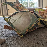 Flannel Bear joined the competition — help win amazing prizes! animal, carpet, cat, colorful, cozy, curtains, cute, fabric, fish_shaped_bag, funny, indoor, light, living_room, mesh_bag, orange_cat, pet, playful, resting, soft_texture, window