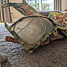 animal, carpet, cat, colorful, cozy, curtains, cute, fabric, fish_shaped_bag, funny, indoor, light, living_room, mesh_bag, orange_cat, pet, playful, resting, soft_texture, window