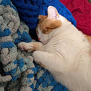 Flannel Bear joined the competition — help win amazing prizes! cat, sleeping, orange_and_white, blanket, textured_blanket, blue_blanket, gray_blanket, red_background, cozy, pet, feline, nap, indoor, fur, paw, close_up, resting, cute, comfort, relaxation
