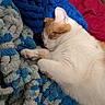 blanket, blue_blanket, cat, close_up, comfort, cozy, cute, feline, fur, gray_blanket, indoor, nap, orange_and_white, paw, pet, red_background, relaxation, resting, sleeping, textured_blanket