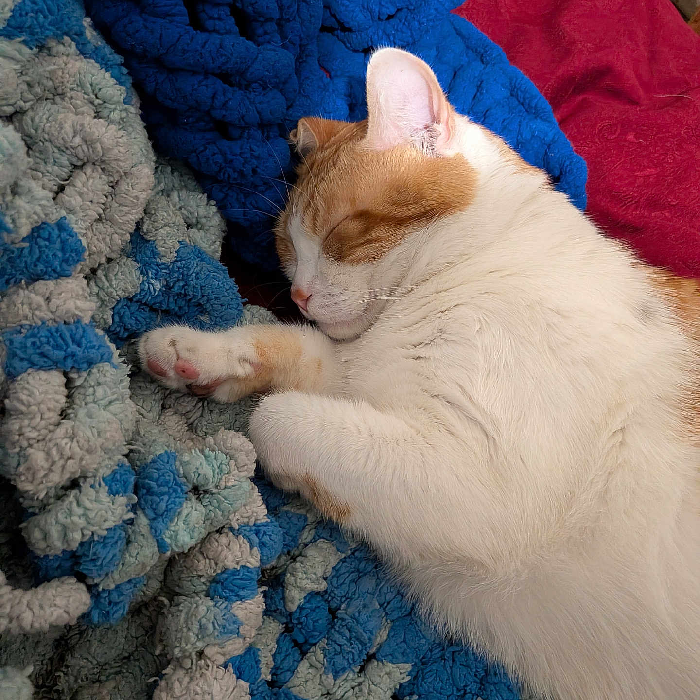 Flannel Bear joined the competition — help win amazing prizes! cat, sleeping, orange_and_white, blanket, textured_blanket, blue_blanket, gray_blanket, red_background, cozy, pet, feline, nap, indoor, fur, paw, close_up, resting, cute, comfort, relaxation