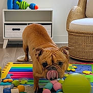 Juicy is registered to the contest to win money with this photo: dog, bulldog, tongue_out, toy, colorful_mat, living_room, furniture, wicker_chair, floor, shelf, indoor, pet, playful, cute, brown_dog, animal, home, carpet, ball, cheerful