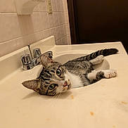 Little Guy is registered to the contest to win money with this photo: animal, bathroom, cat, countertop, faucet, feline, green_eyes, indoor, lying_down, pet, portrait, relaxed, sink, stretching, striped_fur, tabby_cat, tiles, washbasin, whiskers, white_paws
