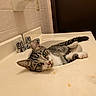 animal, bathroom, cat, countertop, faucet, feline, green_eyes, indoor, lying_down, pet, portrait, relaxed, sink, stretching, striped_fur, tabby_cat, tiles, washbasin, whiskers, white_paws