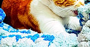 Flannel is registered to the contest to win money with this photo: animal, biting, blanket, blue_blanket, cat, closeup, cozy, ears, fur, home, indoor, orange_cat, paws, pet, playful, resting, soft_texture, whiskers, white_blanket, white_cat