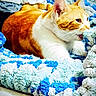 Flannel is registered to the contest to win money with this photo: animal, biting, blanket, blue_blanket, cat, closeup, cozy, ears, fur, home, indoor, orange_cat, paws, pet, playful, resting, soft_texture, whiskers, white_blanket, white_cat