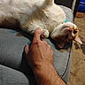 belly_up, carpet, cat, close_up, collar, couch, finger, furniture, human_hand, indoor, lying_on_back, orange_cat, paw, pet, playful, sofa, turquoise_collar, upholstery, whiskers, white_fur