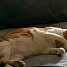 Flannel is registered to the contest to win money with this photo: cat, orange_cat, white_cat, sleeping, nap, couch, furniture, pet, indoor, relaxing, cozy, paw, fur, whiskers, animal, mammal, domestic_cat, resting, cute, lazy