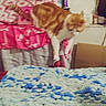 Flannel is registered to the contest to win money with this photo: animal, blanket, blur, bottle, box, cat, chair, clutter, crocheted, fabric, furniture, ginger_cat, household, indoor, pattern, pet, pink, step_down, wall, white_cat