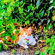 Flannel is registered to the contest to win money with this photo: cat, ginger_cat, white_cat, outdoor, plants, greenery, foliage, gravel, nature, animal, pet, collar, resting, sunlight, ground, leaf, wildlife, mammal, cute, domestic_cat