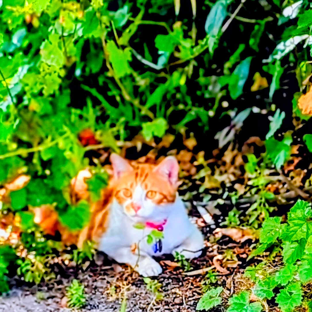 Flannel is registered to the contest to win money with this photo: cat, ginger_cat, white_cat, outdoor, plants, greenery, foliage, gravel, nature, animal, pet, collar, resting, sunlight, ground, leaf, wildlife, mammal, cute, domestic_cat