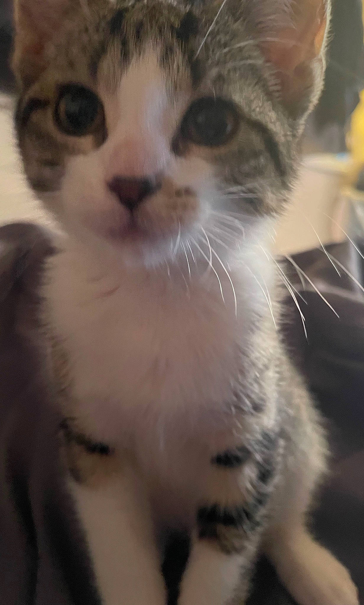 Slinky is registered to the contest to win money with this photo: carnivore, cat, domestic_short_haired_cat, ear, felidae, fur, paw, small_to_medium_sized_cats, snout, terrestrial_animal, whiskers