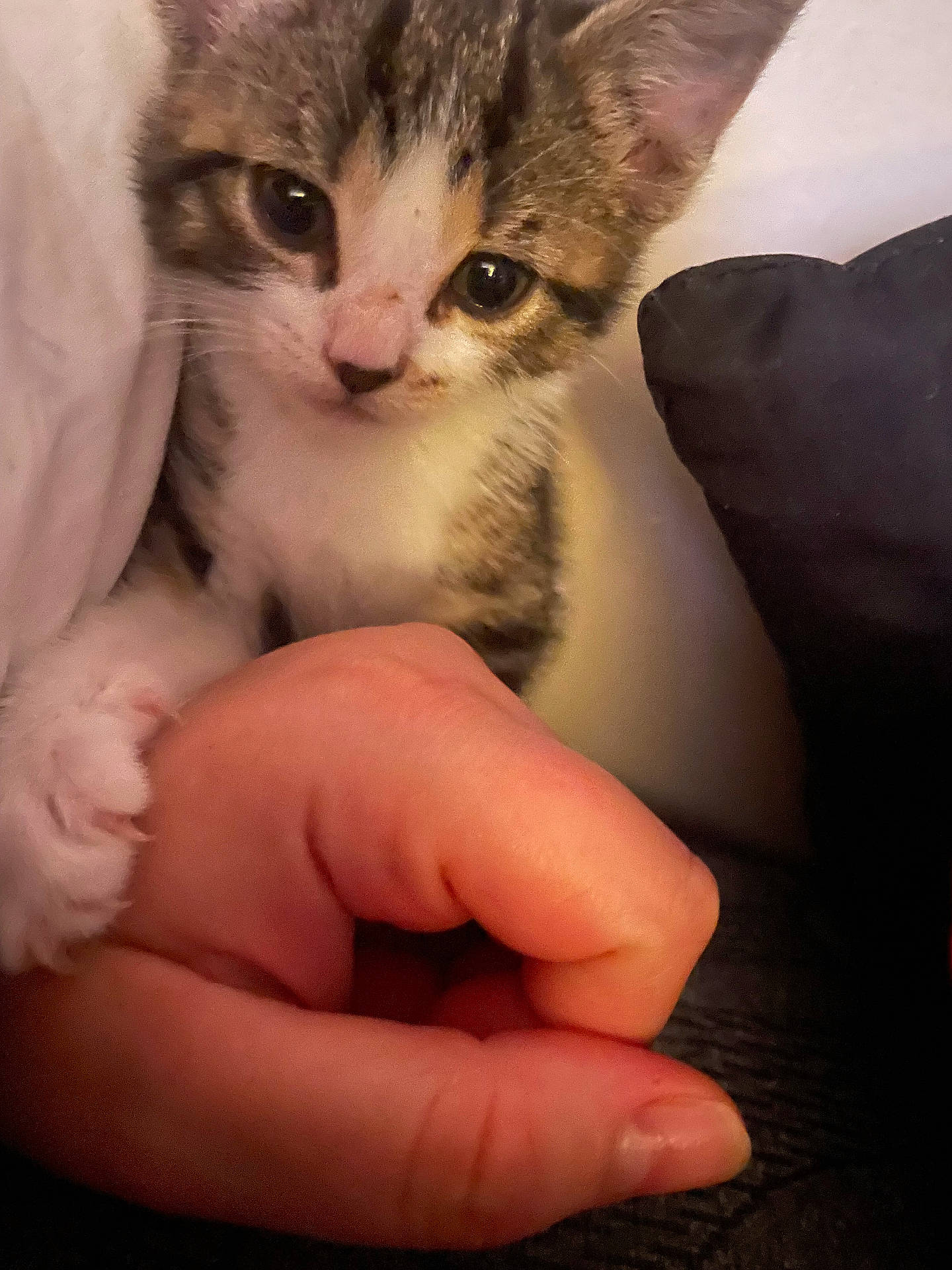 Slinky is registered to the contest to win money with this photo: animal_face, cat, claw, close_up, curious, cushion, cute, domestic_cat, feline, human_hand, indoor, kitten, paw, pet, resting, soft_fabric, tiny_paw, touch, whiskers, young_animal