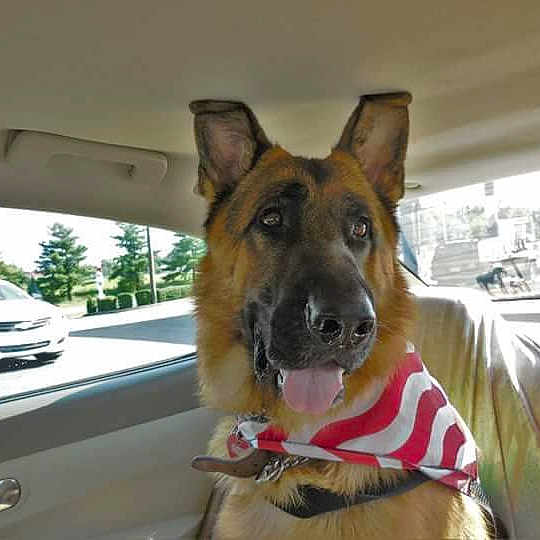 Blueberry joined the competition — help win amazing prizes! dog, dog_breed, dog_breed_group, dog_like_mammal, german_shepherd_dog, kunming_wolfdog, snout