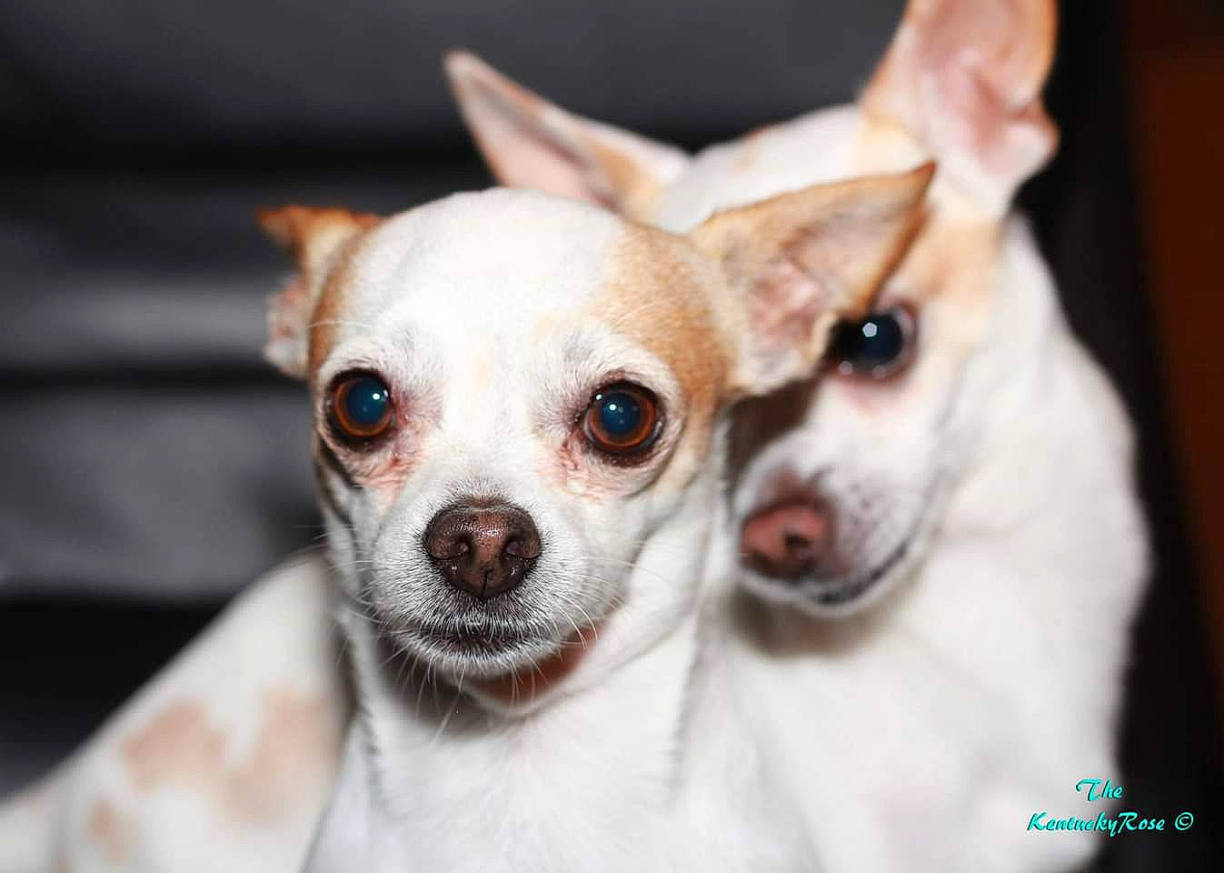 Little Bits And Killer