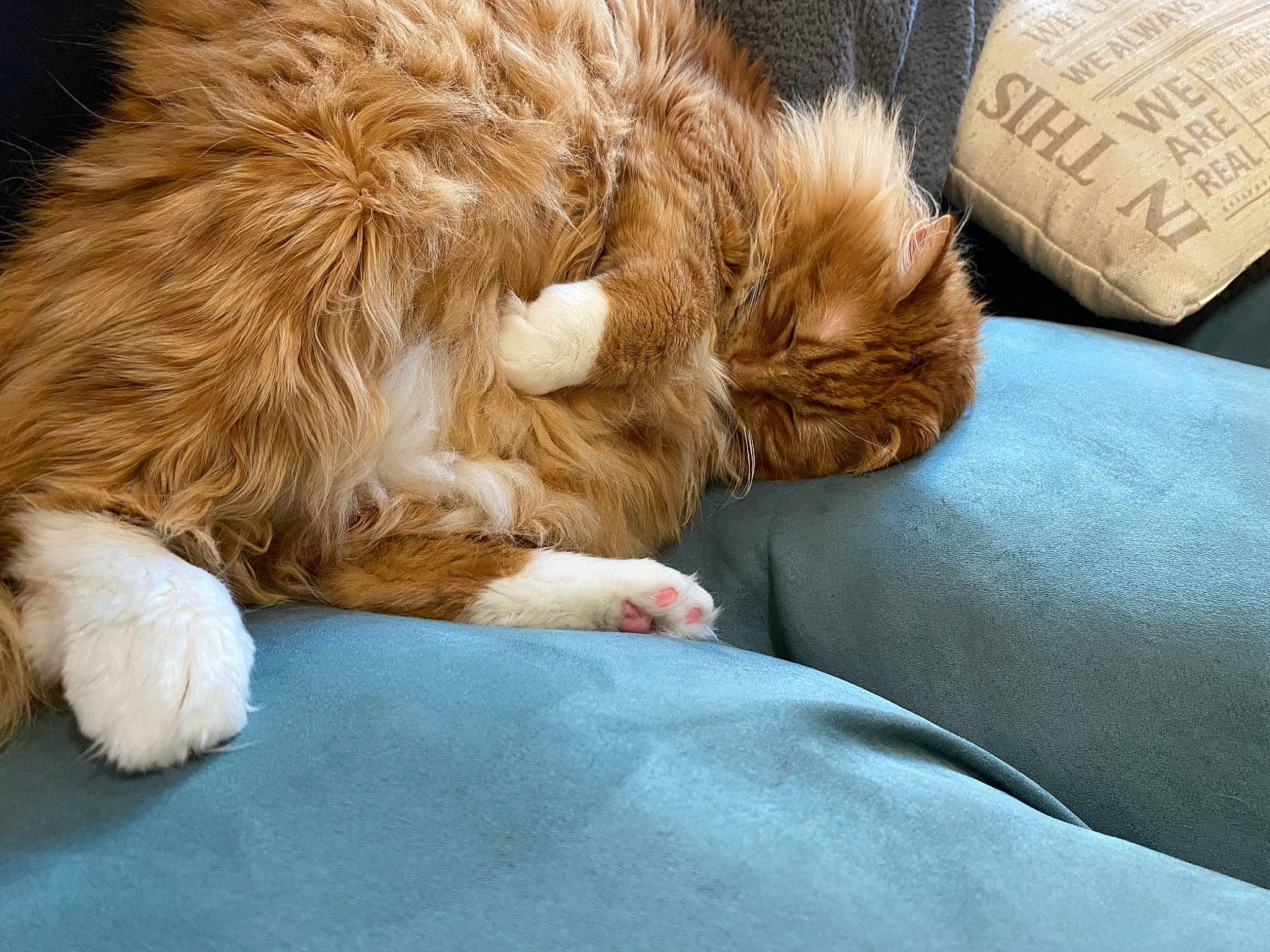 Aslan is registered to the contest to win money with this photo: canidae, carnivore, cat, claw, comfort, companion_dog, dog_breed, fawn, felidae, foot, fur, human_leg, liver, paw, small_to_medium_sized_cats, snout, sporting_group, tail, textile, whiskers