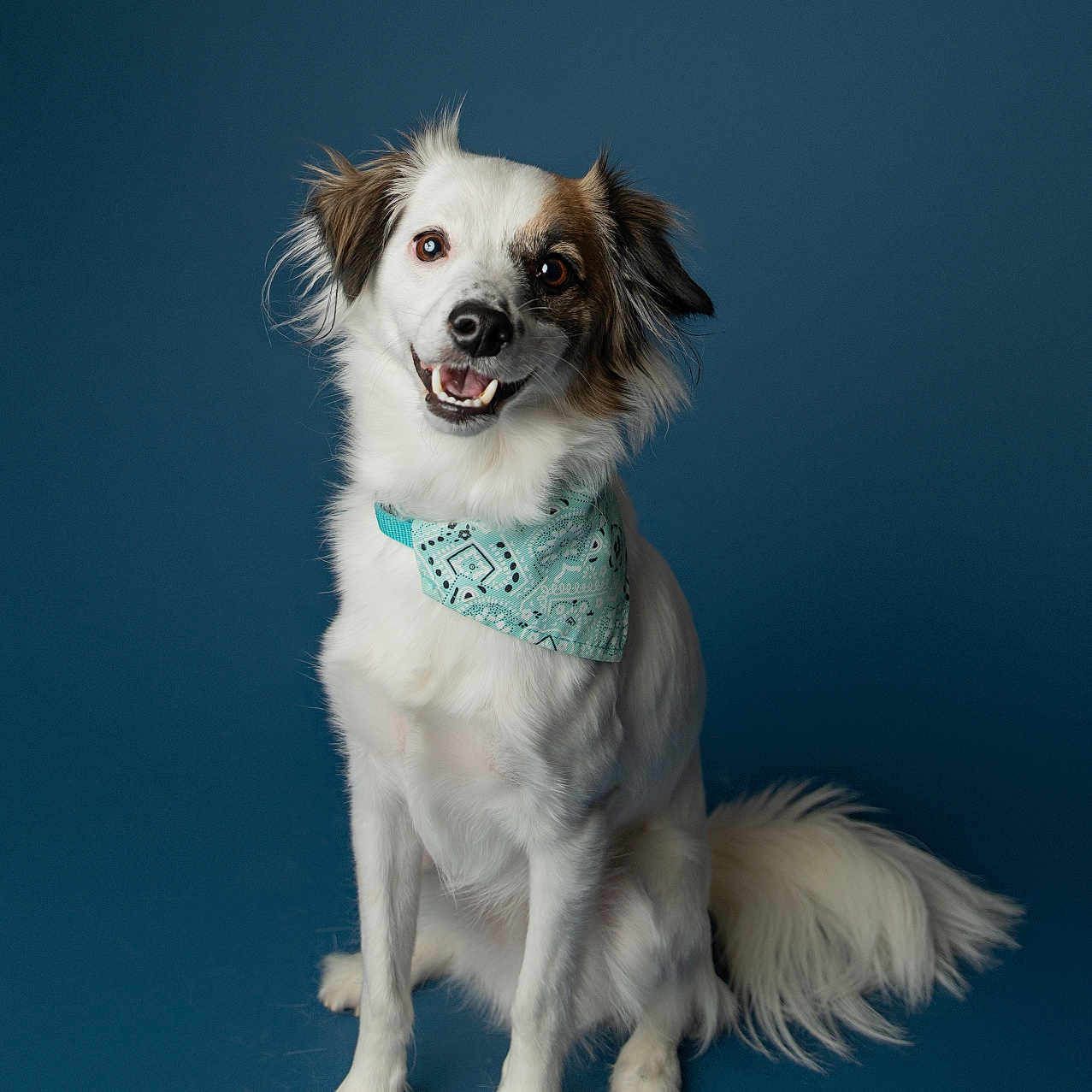 Hank joined the competition — help win amazing prizes! accessories, animal, bandana, canine, cockerspaniel, collar, collie, dog, eskimodog, featherboa, formalwear, headband, leash, papillon, pet, puppy, strap, terrier, tie, whitedog